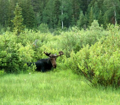 Delight in Park City Wildlife This Summer