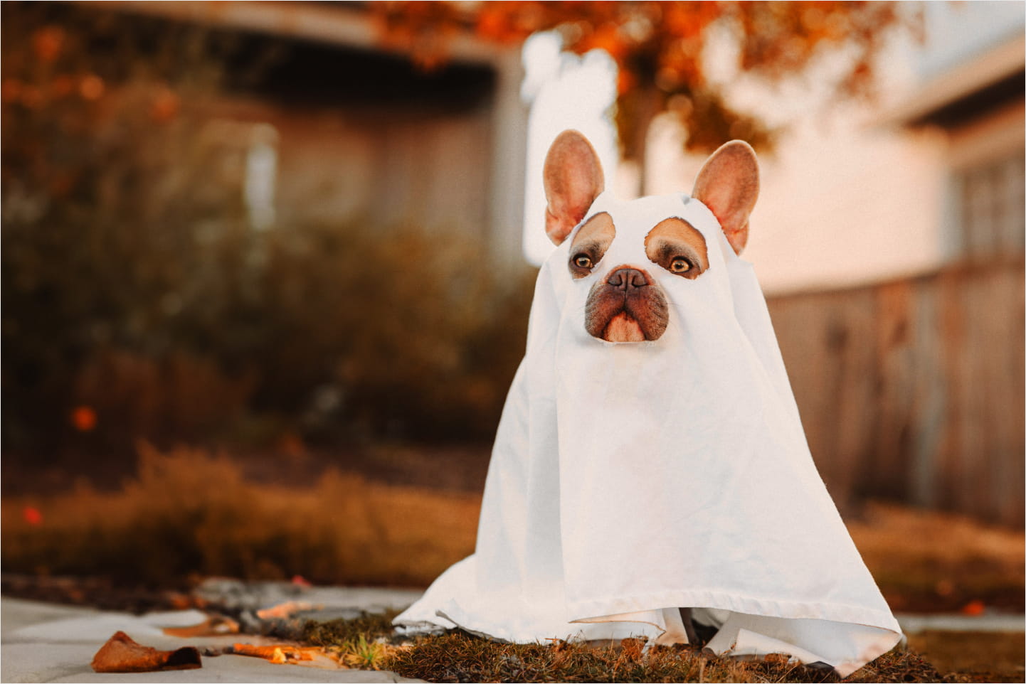 Dog dressed as a Ghost for Howl-O-Ween.