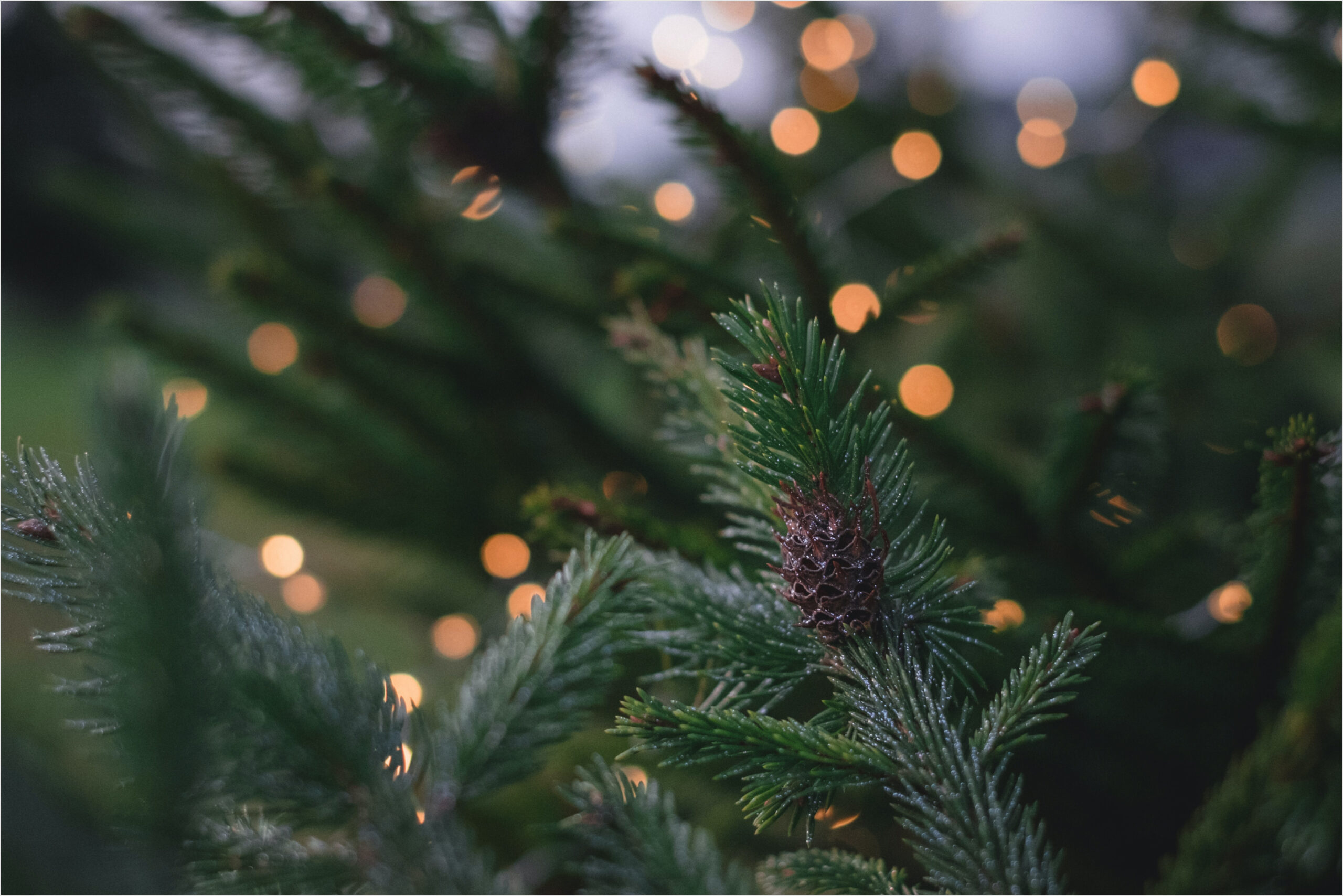 Holiday Season Pine tree with lights in the background in Park City