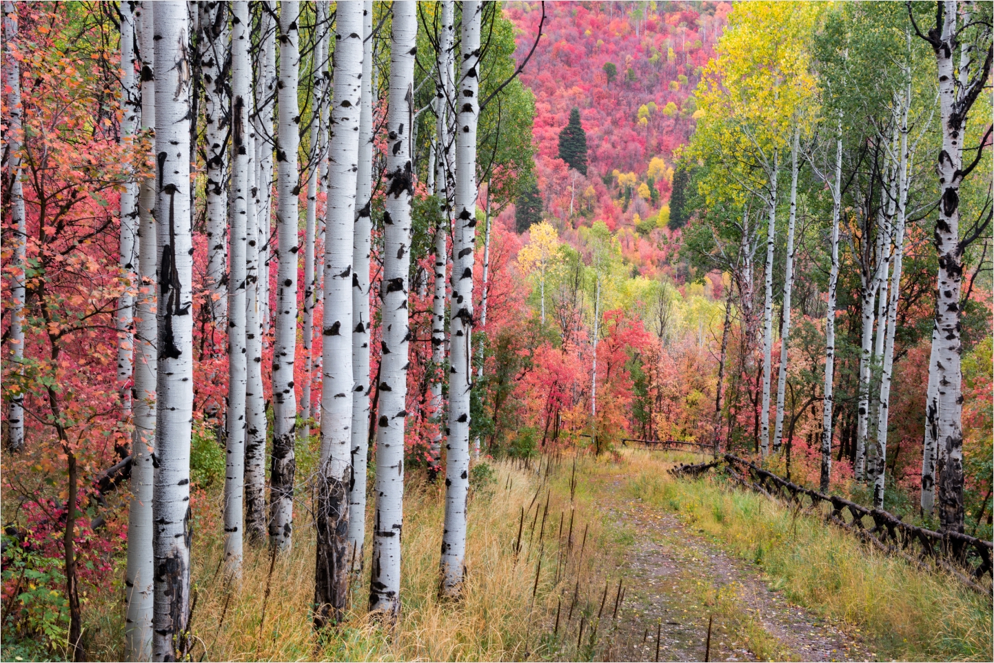 Fall foliage in the Wasatch Mountains near Newpark Resort, Park City Utah
